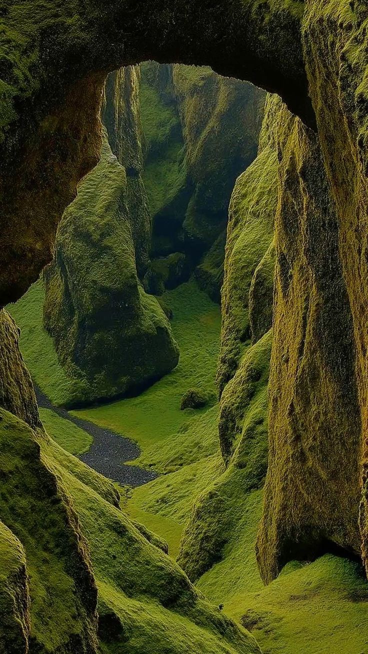 Sunlit moss and green woodland